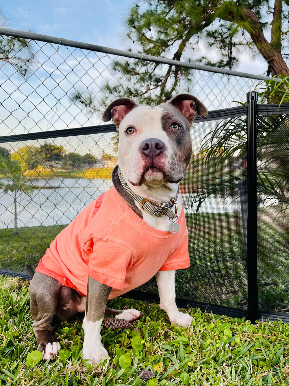Pet Fence